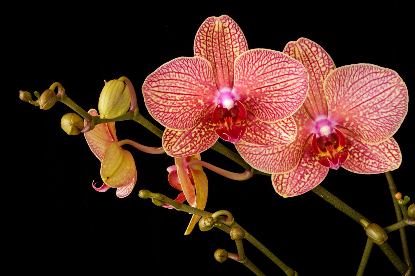 Cómo hacer florecer una orquídea otra vez
