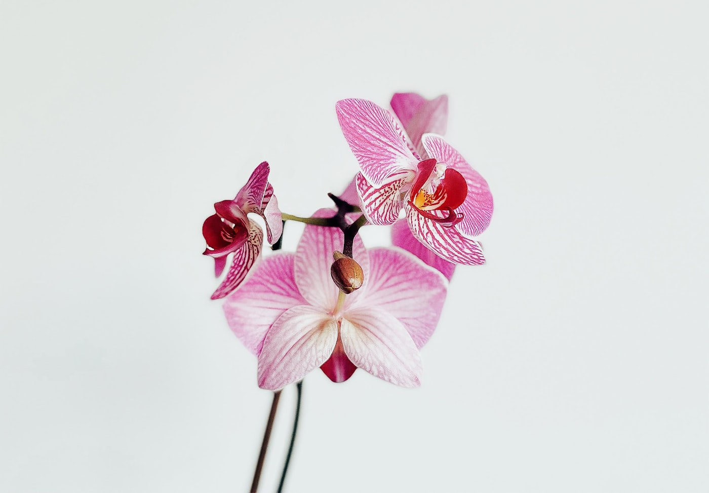 Cómo regar una orquídea: cada cuánto y cómo