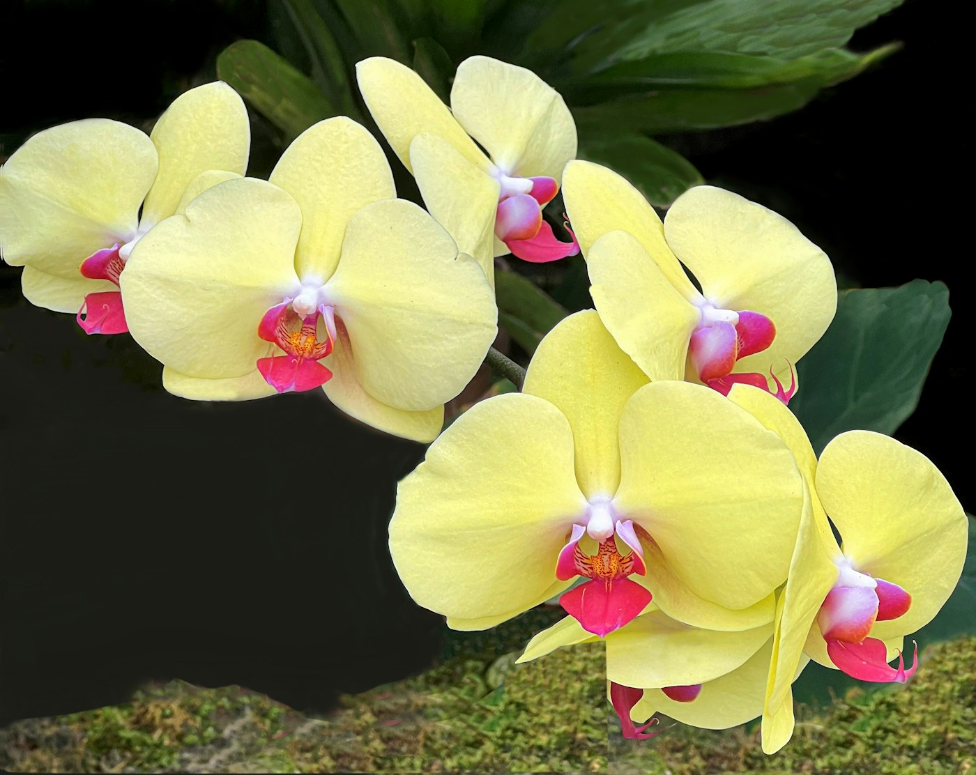 Hojas amarillas en la orquídea: causas y qué hacer