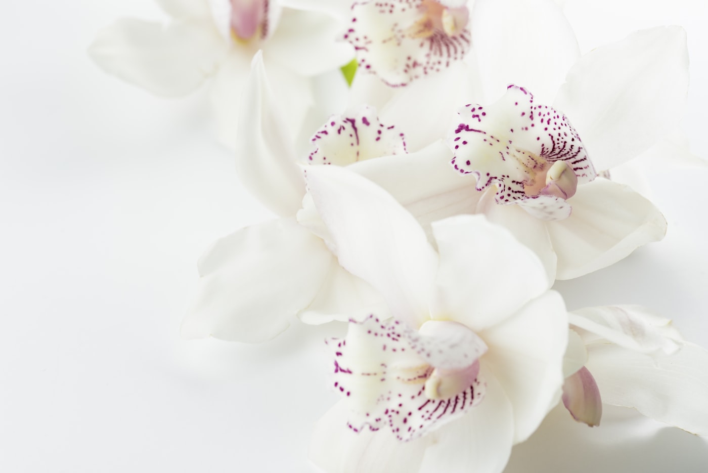 Raíces aéreas en la orquídea: qué hacer