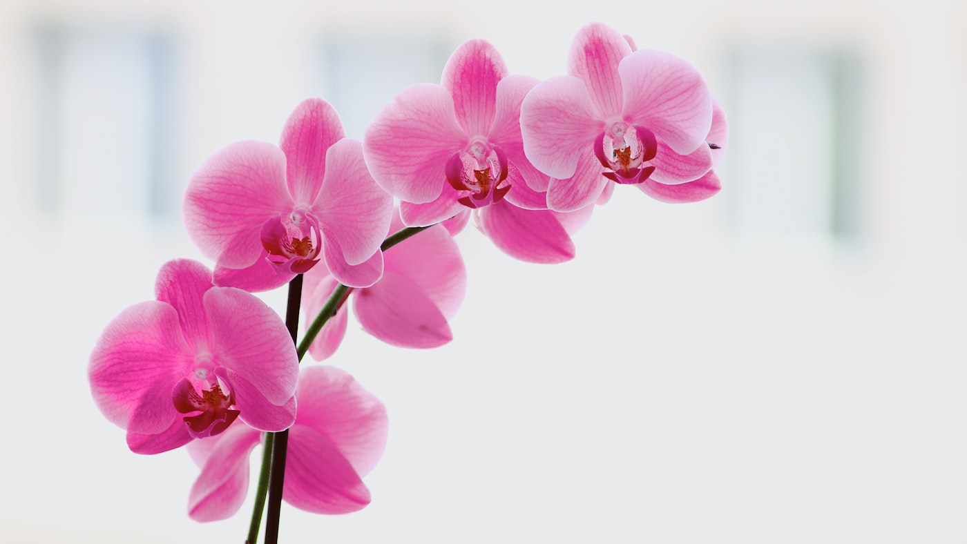 Se caen las flores de mi orquídea: por qué