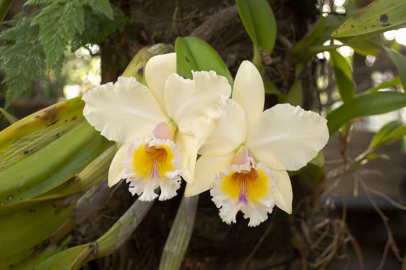 Cattleya