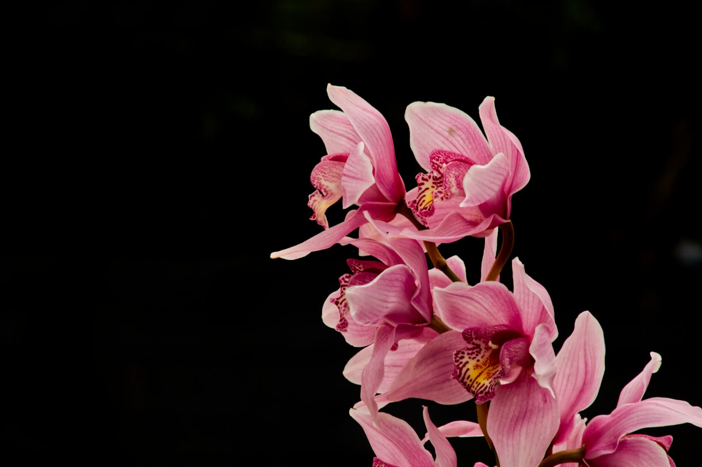 Cymbidium