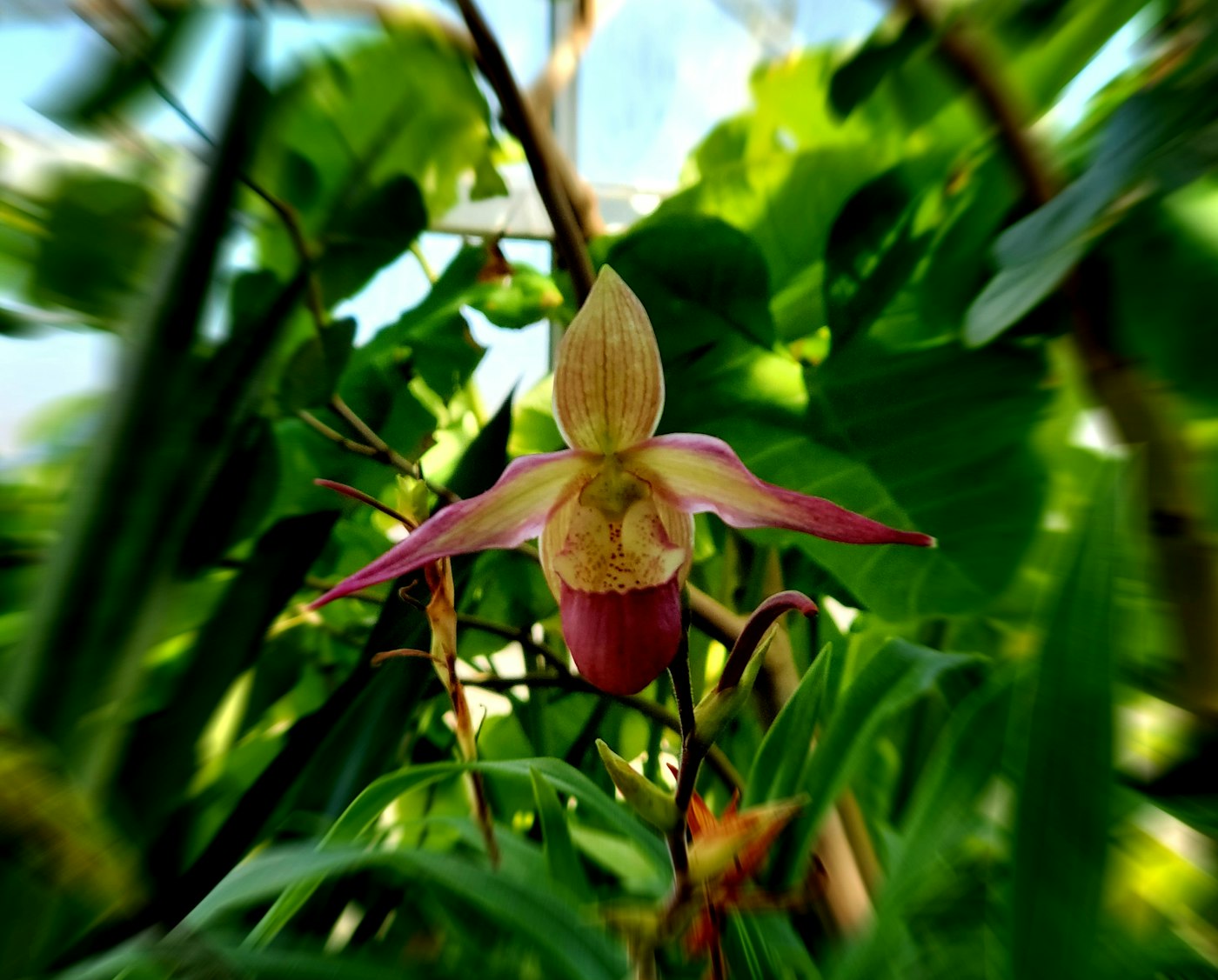 Paphiopedilum