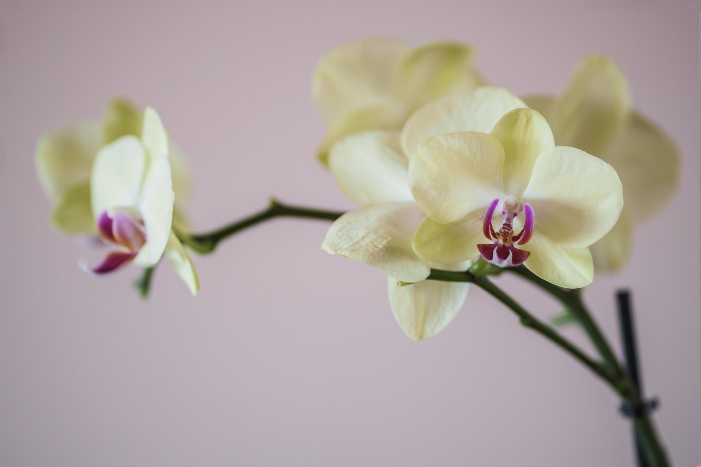 Phalaenopsis
